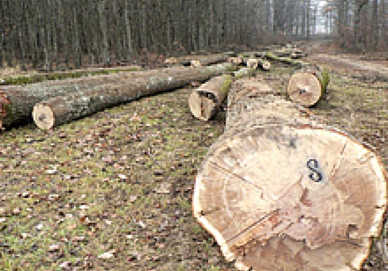 Coştiui: Doi tineri au tăiat arbori nemarcaţi din pădure, după care i-au ascuns în zona gropii de gunoi