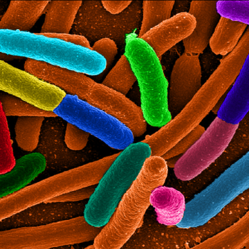 Epidemia de E.coli, cea mai gravă de acest tip din lume