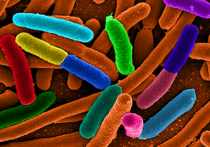 Epidemia de E.coli, cea mai gravă de acest tip din lume