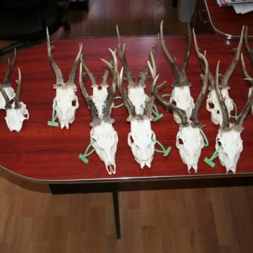 14 trofee de căpriori descoperite într-o maşină la trecerea frontierei 14 trofee de căpriori descoperite într-o maşină la trecerea frontierei