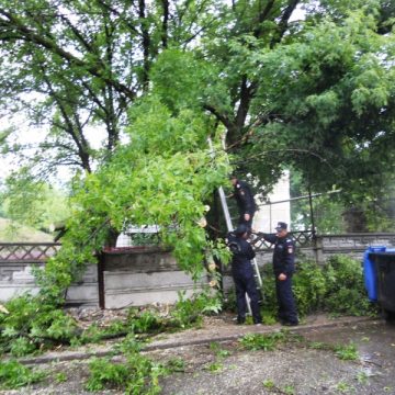 Baia Mare si Targu Lapus: Copaci prabusiti de rafalele puternice de vant Baia Mare si Targu Lapus: Copaci prabusiti de rafalele puternice de vant