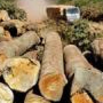 Material lemnos transportat ilegal a fost confiscat la Ruscova