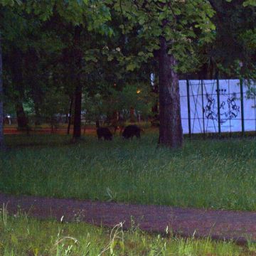 Baia Mare: Autoritatile judetene spun ca vor lua masuri impotriva porcilor mistreti care "viziteaza" Parcul Municipal seara de seara