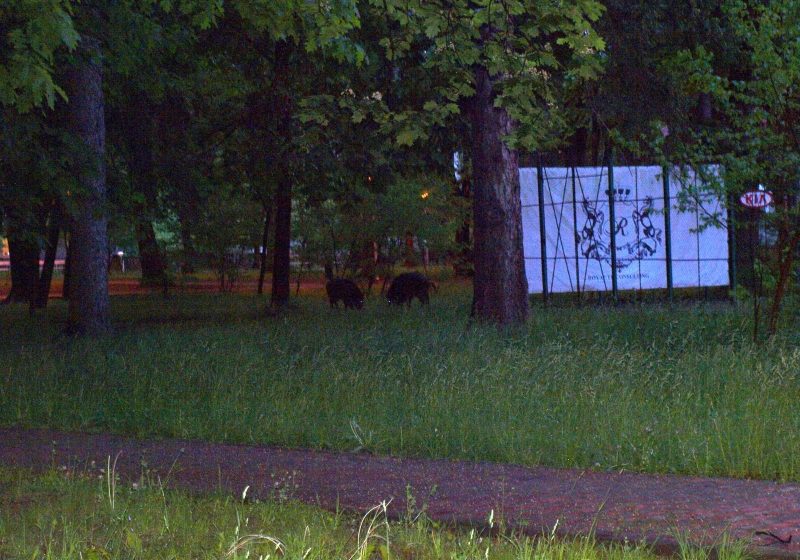 Baia Mare: Autoritatile judetene spun ca vor lua masuri impotriva porcilor mistreti care "viziteaza" Parcul Municipal seara de seara Baia Mare: Autoritatile judetene spun ca vor lua masuri impotriva porcilor mistreti care "viziteaza" Parcul Municipal seara de seara