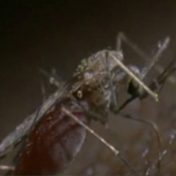 Medicii din judeţ avertizează populaţia să ia din timp măsuri împotriva ţânţarilor