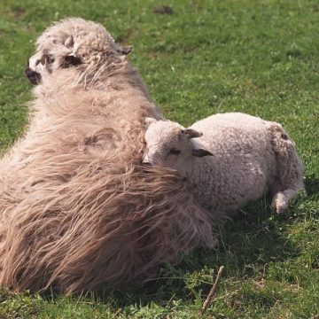 Sunt sănătoase alimentele provenite de la animale clonate?