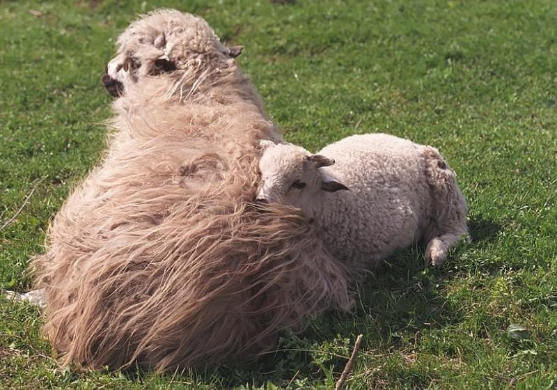 Sunt sănătoase alimentele provenite de la animale clonate?