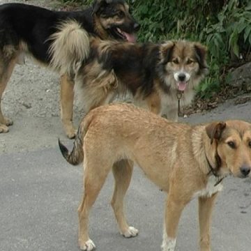 Un sighetean susţine că a fost muşcat de un câine comunitar pe strada Muzeului Un sighetean susţine că a fost muşcat de un câine comunitar pe strada Muzeului