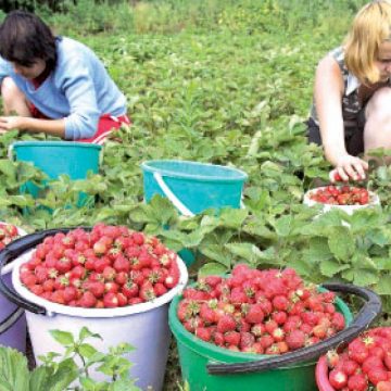 Baia Mare: Inca 20 de capsunari maramureseni s-au intors acasa. Insa fericiti si cu buzunarele pline Baia Mare: Inca 20 de capsunari maramureseni s-au intors acasa. Insa fericiti si cu buzunarele pline