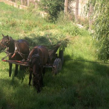 Căruţaşii ignoră legea Căruţaşii ignoră legea