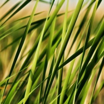 Creste iarba prin trotuarele reabilitate