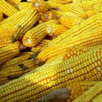 Exportul României de produse agroalimentare se apropie de un miliard de euro