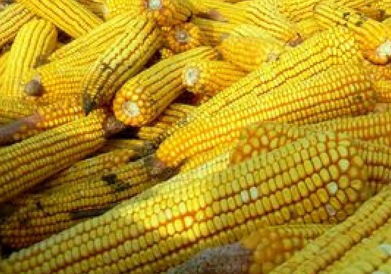 Exportul României de produse agroalimentare se apropie de un miliard de euro