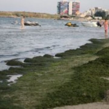 Litoralul românesc, invadat de alge: Aproape 2.000 de tone de alge au fost strânse luna aceasta de pe plaje Litoralul românesc, invadat de alge: Aproape 2.000 de tone de alge au fost strânse luna aceasta de pe plaje