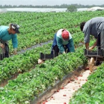 Locuri de muncă pentru maramureşeni peste hotare Locuri de muncă pentru maramureşeni peste hotare