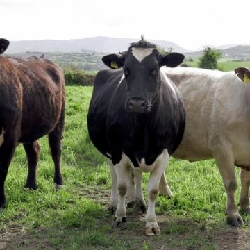 Numărul total de bovine sacrificate a crescut cu 2,5% în mai 2011; producţia de carne a fost în scădere
