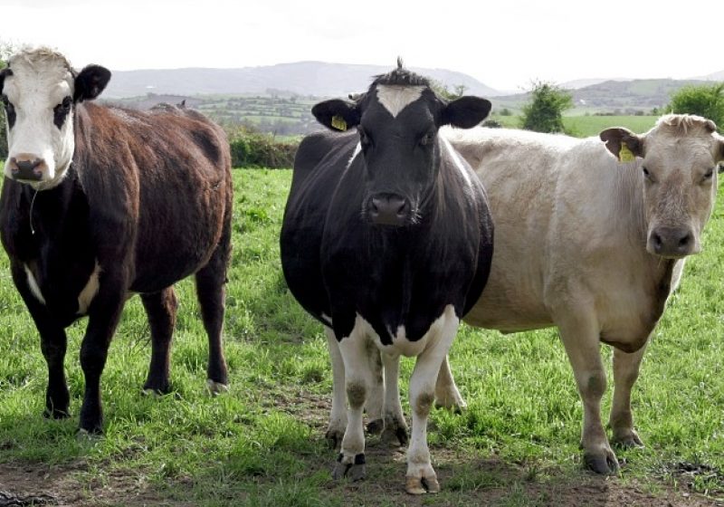 Numărul total de bovine sacrificate a crescut cu 2,5% în mai 2011; producţia de carne a fost în scădere