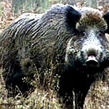 Baia Mare: 180 de exemplare de mistreti pentru vanatorii maramureseni Baia Mare: 180 de exemplare de mistreti pentru vanatorii maramureseni
