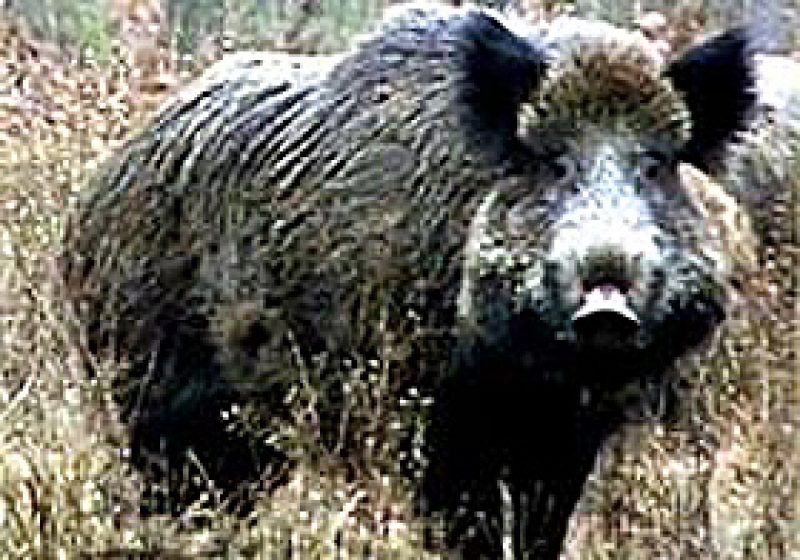 Baia Mare: 180 de exemplare de mistreti pentru vanatorii maramureseni