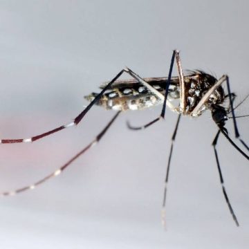 Primul caz de meningoencefalită cu virusul West Nile din acest an, confirmat la Galaţi