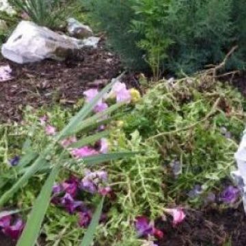 Sighetenii nu prea dau dovada de un  comportament ecoresponsabil