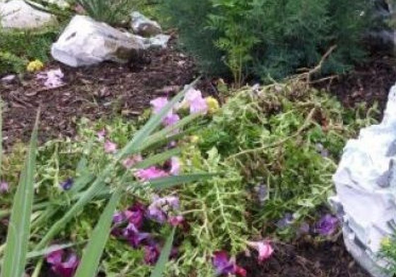 Sighetenii nu prea dau dovada de un  comportament ecoresponsabil