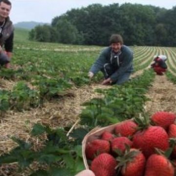 Spania va restricţiona piaţa muncii pentru români Spania va restricţiona piaţa muncii pentru români