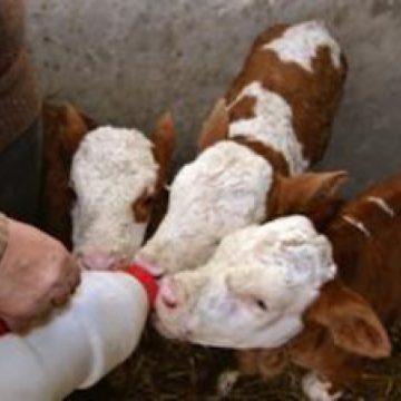 Subvenţii pentru crescătorii de bovine Subvenţii pentru crescătorii de bovine