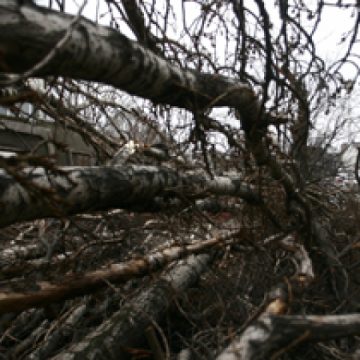 Un tanar de 27 ani din Sapanta a murit zdrobit de un copac Un tanar de 27 ani din Sapanta a murit zdrobit de un copac