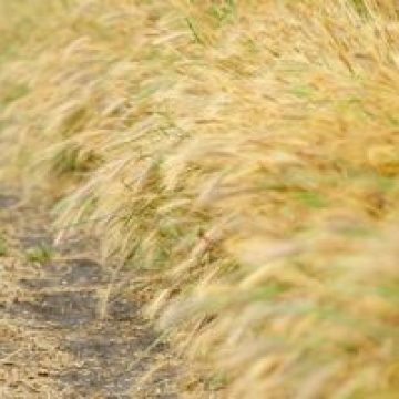 Vânzările de cereale la negru s-au diminuat cu 70-80% după introducerea taxării inverse Vânzările de cereale la negru s-au diminuat cu 70-80% după introducerea taxării inverse