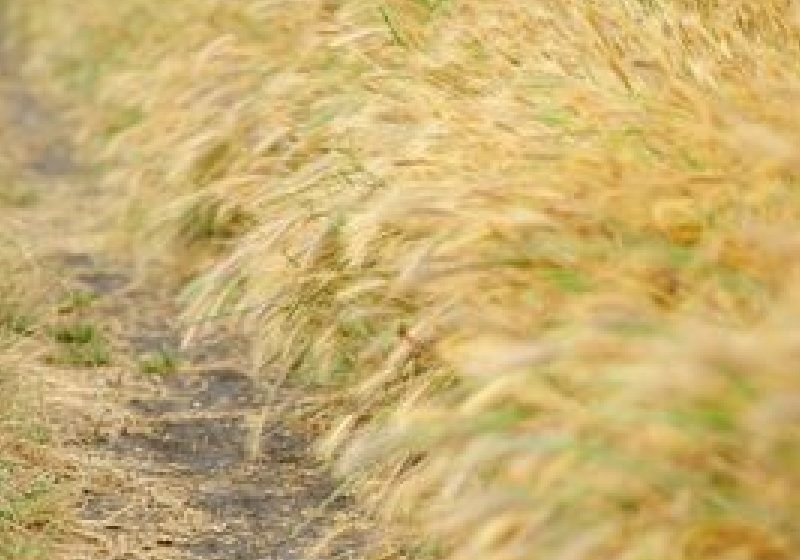 Vânzările de cereale la negru s-au diminuat cu 70-80% după introducerea taxării inverse