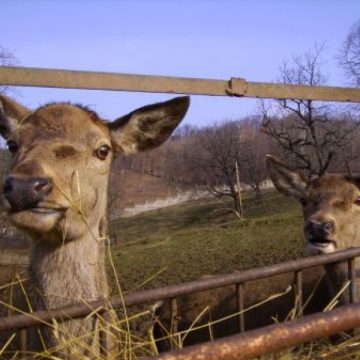 Baia Mare: Gradina Zoologica va mai functiona cel putin trei ani de acum inainte