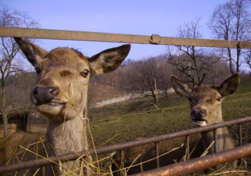 Baia Mare: Gradina Zoologica va mai functiona cel putin trei ani de acum inainte