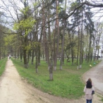Arborii de pe aleea de la Grădina Morii, devin ameninţători Arborii de pe aleea de la Grădina Morii, devin ameninţători