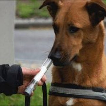 Cancerul de plămâni poate fi detectat de câini cu o precizie de peste 70%