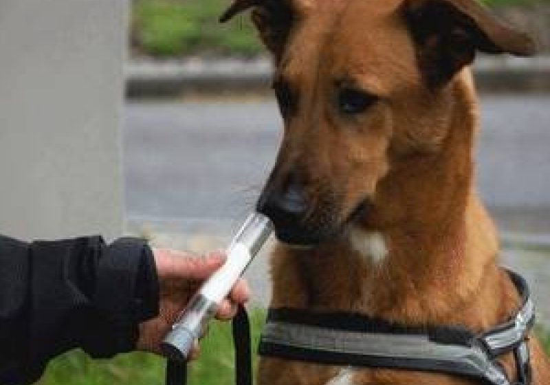 Cancerul de plămâni poate fi detectat de câini cu o precizie de peste 70%
