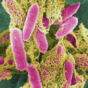 Contaminare cu E.coli a apei potabile în două zone din Copenhaga Contaminare cu E.coli a apei potabile în două zone din Copenhaga