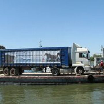 Doar o parte dintre caii salvaţi de la sacrificare au ajuns duminică la Tulcea