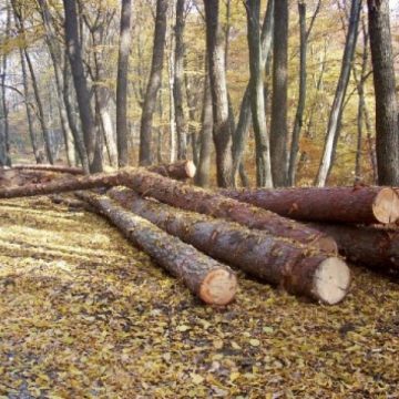 Doi suspecţi de comiterea unei infracţiuni silvice la Săcel au fost identificaţi