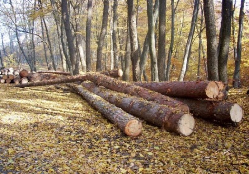 Doi suspecţi de comiterea unei infracţiuni silvice la Săcel au fost identificaţi