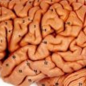 Finalul evoluţiei omenirii? Creierul uman a ajuns la capătul dezvoltării sale