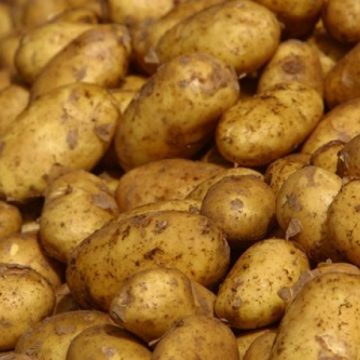 Maramureşenii, mulţumiţi de recolta de cartofi din acest an