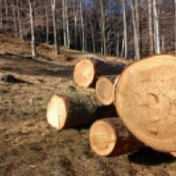 Ocolul Silvic Sighet desfăşoară razii şi controale pentru a preveni tăierile ilegale de arbori Ocolul Silvic Sighet desfăşoară razii şi controale pentru a preveni tăierile ilegale de arbori