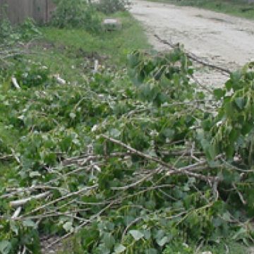 Peisaj dezolant în apropiere de Lacul Tepliţa, în urma vijeliilor Peisaj dezolant în apropiere de Lacul Tepliţa, în urma vijeliilor