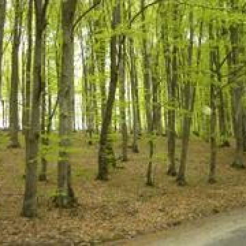 Peste 300 de hectare vor fi împădurite în 2011