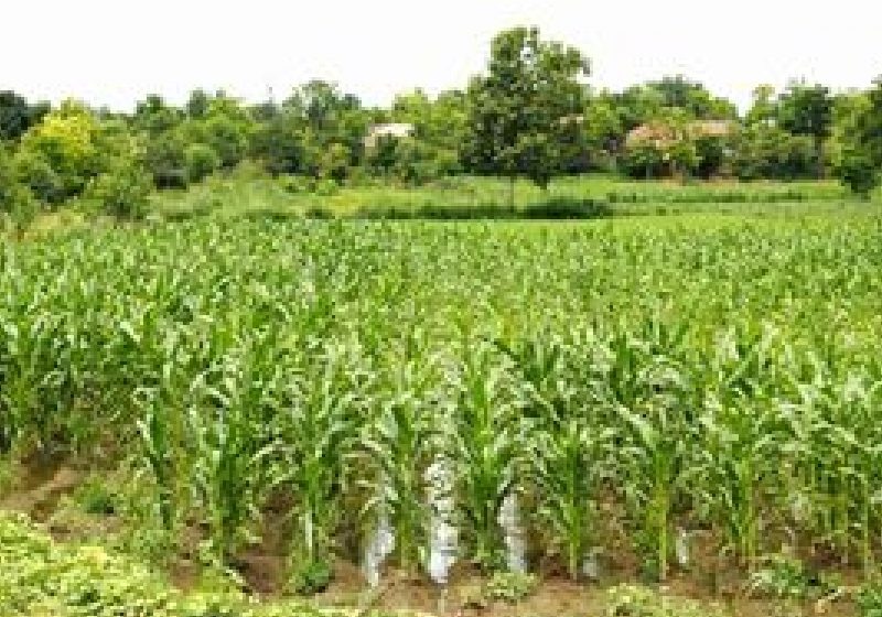 Prognoză agrometeorologică: Rezerva de umiditate din sol, satisfăcătoare în această perioadă