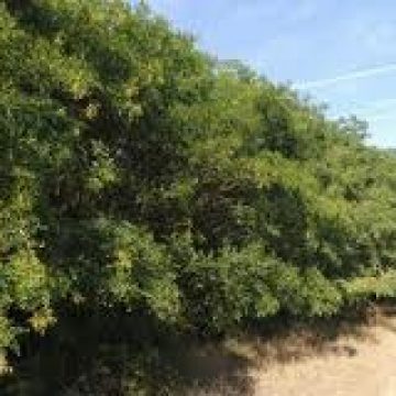 Proiecte în valoare de 101 milioane lei pentru împădurirea terenurilor agricole degradate