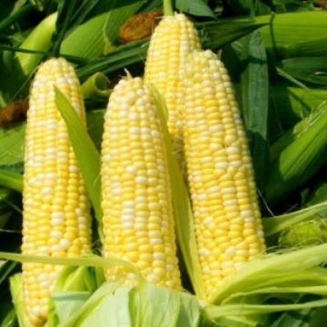 România a exportat produse agroalimentare de 1,19 miliarde de euro, în creştere cu 55% în primele cinci luni România a exportat produse agroalimentare de 1,19 miliarde de euro, în creştere cu 55% în primele cinci luni