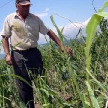 Ţăranii se plâng că ceapa a putrezit în pământ, iar culturile de cartofi riscă să aibă aceeaşi soartă Ţăranii se plâng că ceapa a putrezit în pământ, iar culturile de cartofi riscă să aibă aceeaşi soartă