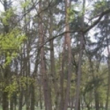 Un rău necesar: Arborii seculari de pe strada Mihai Eminescu au fost tăiaţi, pentru că prezentau un pericol pentru cetăţeni